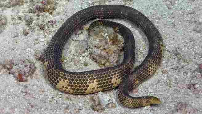 Una serpiente marina venenosa que se consideraba extinguida aparece de nuevo en Australia